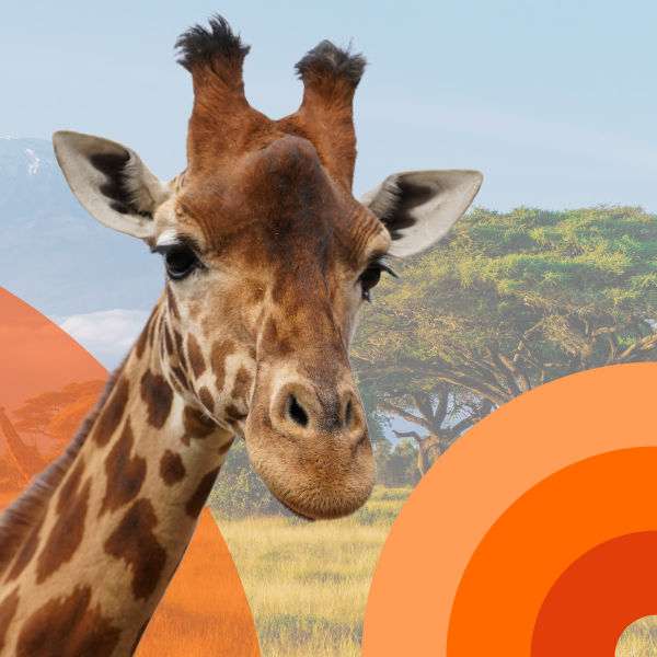 safari